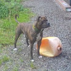 Amerikansk bulldog Samson