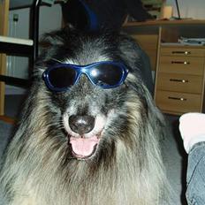 Tervueren Kingo *død* 5/11-07