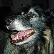 Tervueren Kingo *død* 5/11-07