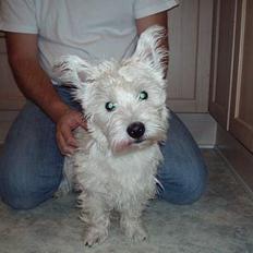 West highland white terrier Funny Jenzen