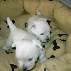 West highland white terrier Funny Jenzen