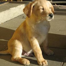 Golden retriever Cody