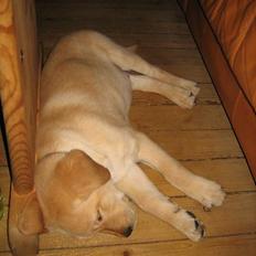 Golden retriever Cody