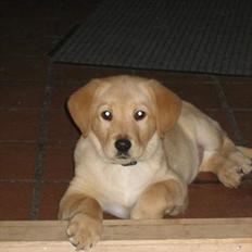 Golden retriever Cody