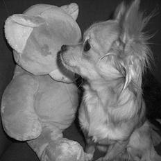 Chihuahua Emmy *Himmelhund*