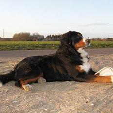 Berner sennenhund Boss DØD D25/3 R.I.P