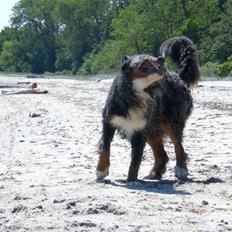 Berner sennenhund Boss DØD D25/3 R.I.P