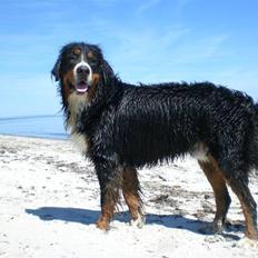 Berner sennenhund Boss DØD D25/3 R.I.P