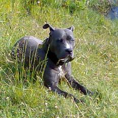 Amerikansk staffordshire terrier KIA  R.I.P 2009