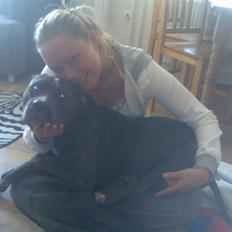 Amerikansk staffordshire terrier KIA  R.I.P 2009