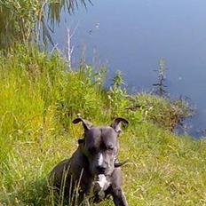 Amerikansk staffordshire terrier KIA  R.I.P 2009
