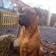 Bullmastiff cæsar
