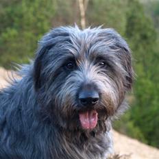 Blanding af racer Oskar *R.I.P.*