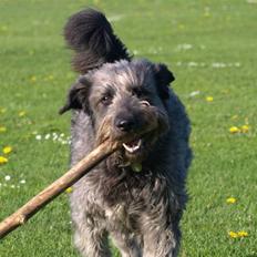 Blanding af racer Oskar *R.I.P.*