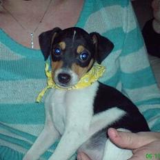 Dansk svensk gaardhund mikkel