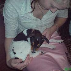 Dansk svensk gaardhund mikkel