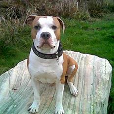 Amerikansk staffordshire terrier Tjaco