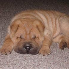 Shar pei $ SHAKER $