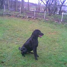 Labrador retriever santos