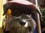 Dvaergschnauzer * ( `´SINDY`´ ) * RIP 25.07.13 - Tænk sig. Vi vandt i dyrenessos.dk
