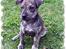 Amerikansk staffordshire terrier ¤ Nala ¤ (7Soveren) - Nala på udkig!