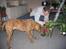 Blanding af racer Gimli  R.I.P 10/7-09 - Hjælper lige far med at pynte juletræ, han kan squ ikke selv  22 uger