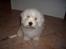 Coton de tulear Oscar