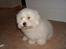 Coton de tulear Oscar