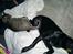 Labrador retriever Freja (Formel 1) - Vi er trætte begge to.. er vi ikk søøde??