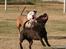 Staffordshire bull terrier Sasha  - Ude og leje med (((Iceman)))