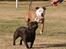 Staffordshire bull terrier Sasha 