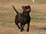 Staffordshire bull terrier Sasha 
