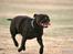 Staffordshire bull terrier Sasha 