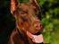 Dobermann Magic v Dunav Stam R.I.P. - Så lækker