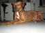 Blanding af racer cæsar. dobbermann/amstaff