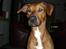 Blanding af racer cæsar. dobbermann/amstaff