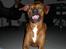 Blanding af racer cæsar. dobbermann/amstaff