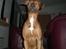 Blanding af racer cæsar. dobbermann/amstaff