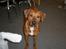 Blanding af racer cæsar. dobbermann/amstaff