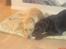 Labrador retriever Mads *død* - mads og hans kæreste nala (undskyld den dårlige kvalitet)