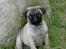 Mops Mulle - Mulle 12 uger gammel....