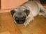 Mops Mulle - Mulle.....