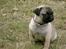 Mops Mulle - I haven...