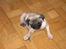 Mops Mulle