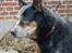 Australsk cattledog Gizmo 