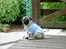Mops Mulle