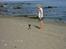 Mops Mulle - Mulle og mor ved middelhavet... Han var med på ferie i spanien.....costa del sol...