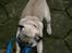Mops Mulle
