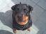 Rottweiler Kakestto's Cheetah *RIP* - Velkommen til Min Profil:)
