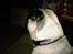 Mops Mulle - Nyt halsbånd med BLING BLING!!!